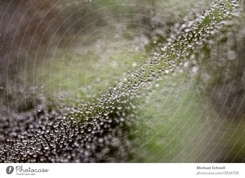 Macrograph of dew drops in a spider web Drop Nature Plant Close-up Colour photo Drops of water Macro (Extreme close-up) Exterior shot Detail