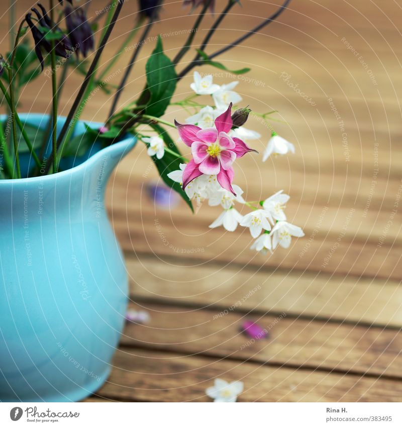columbine Flower Aquilegia Blossoming Faded Pink Turquoise White Transience Still Life Vase Wooden table Blossom leave Square Colour photo Exterior shot
