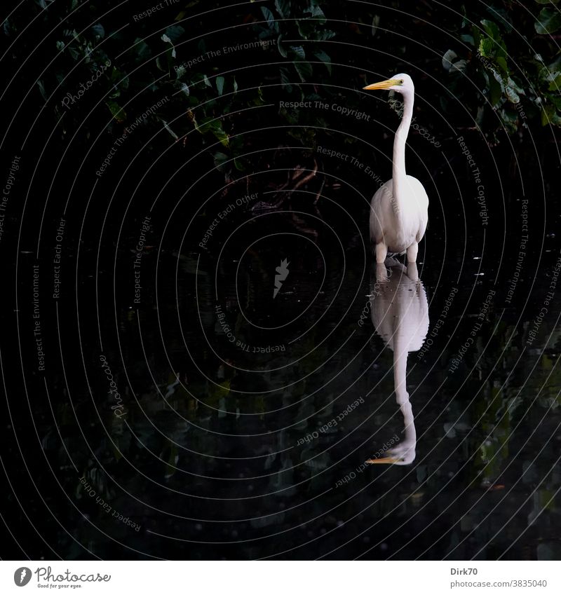 Great White Egret in water Heron Great egret Bird Animal Colour photo Nature Exterior shot Deserted Day Environment 1 Wild animal naturally Reflection Lake