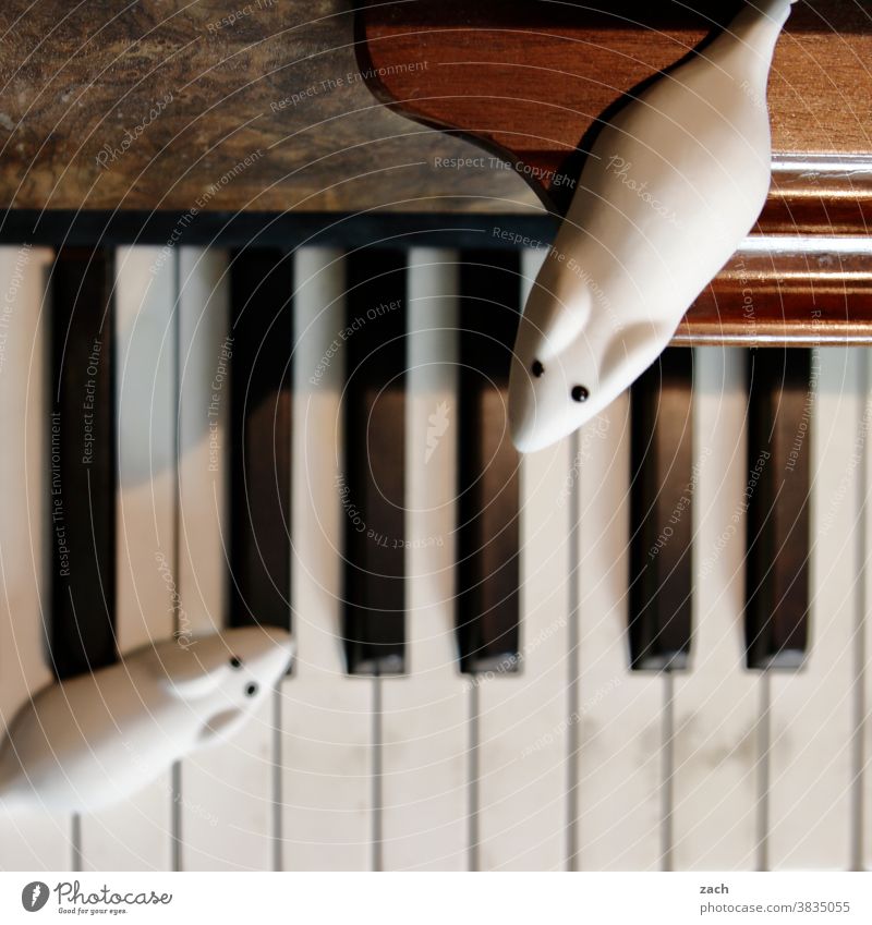 Artists and Auditorium Mouse mice Pests Insect destroyer Candy sweets Rubber toy animal Musician musical Piano Pianist piano Play piano Audience