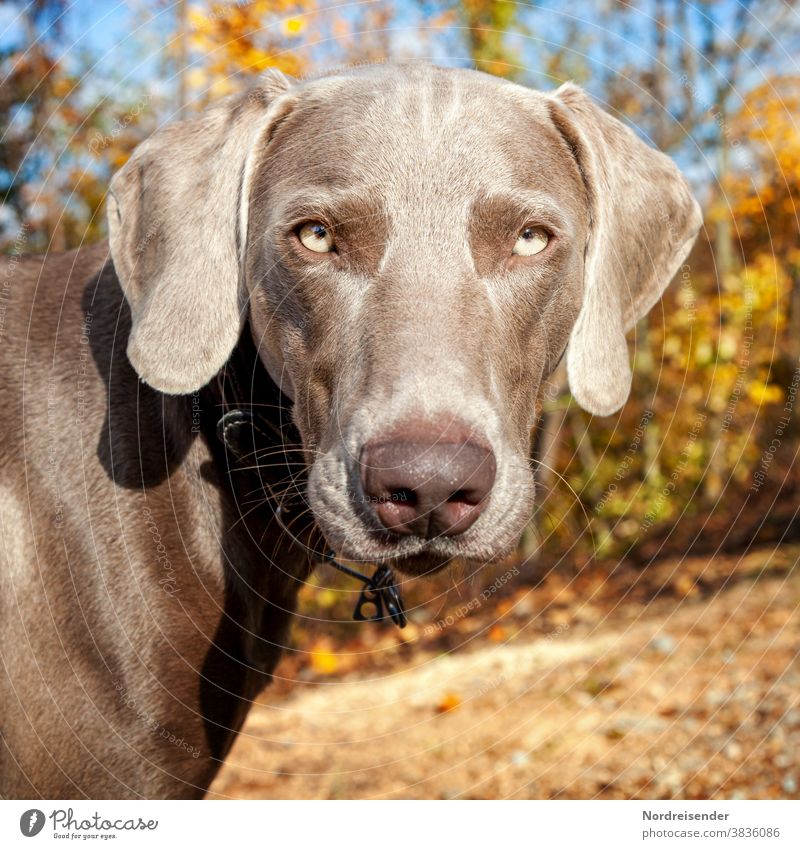 Portrait of a young Weimaraner hunting dog Dog Hound dog breeding pointing dog therapy dog Forest Clearing Glade Germany dog training Purebred dog breed of dog