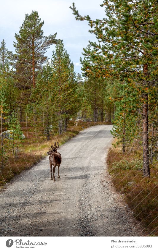 Reindeer on a forest path in the Norwegian Finnmark Day Copy Space bottom Deserted Exterior shot Colour photo Lapland Whimsical Freedom Walking Hiking