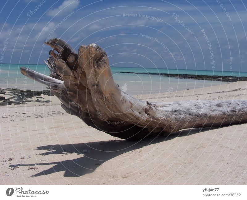 Qurimbas Beach Mozambique Tree Ocean Contentment Vacation & Travel Sky Island Quirimba Archipelago