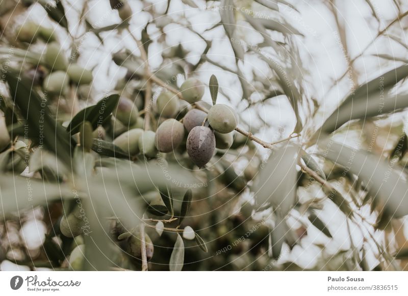 Tree branch with olives Olive Olive oil Olive tree Olive grove Fruit Fresh freshness Agriculture Economy Nature Exterior shot Deserted Plant Colour photo