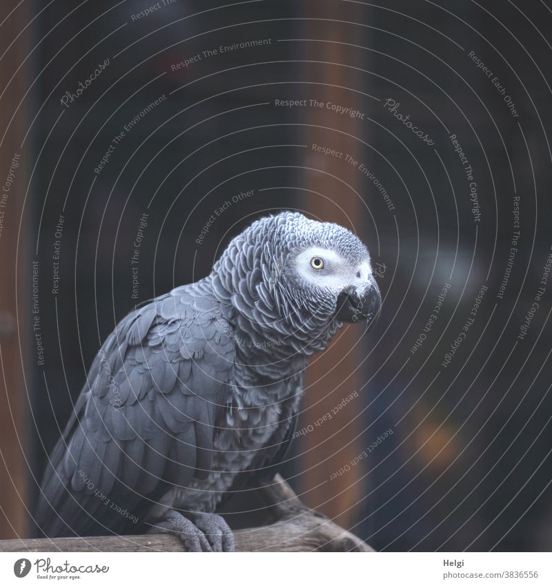 grey parrot sitting on a branch Bird Grey Parrotlet Animal Pet Colour photo Feather Beak 1 Looking Exterior shot Day Animal portrait Close-up Deserted Gray