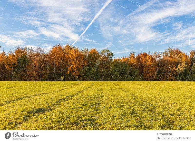 Pasture and forest in autumn autumn colours Autumn Season Willow tree Meadow Green Grass Nature Sky Landscape Tree Clouds autumn light Autumn leaves variegated