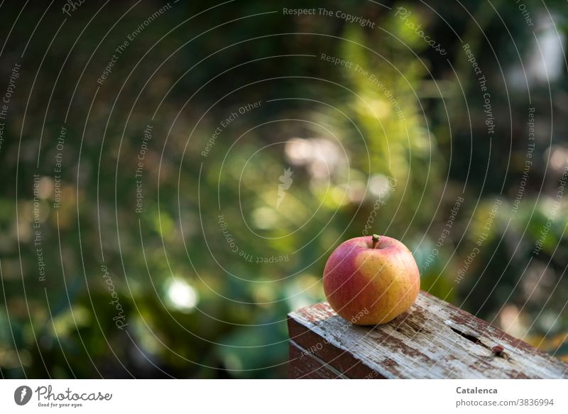 An appetizing apple stands out against the blurred background in the garden Nature flora fruit Apple Plant Grass Lawn foliage Wood Autumn Mature Juicy Garden