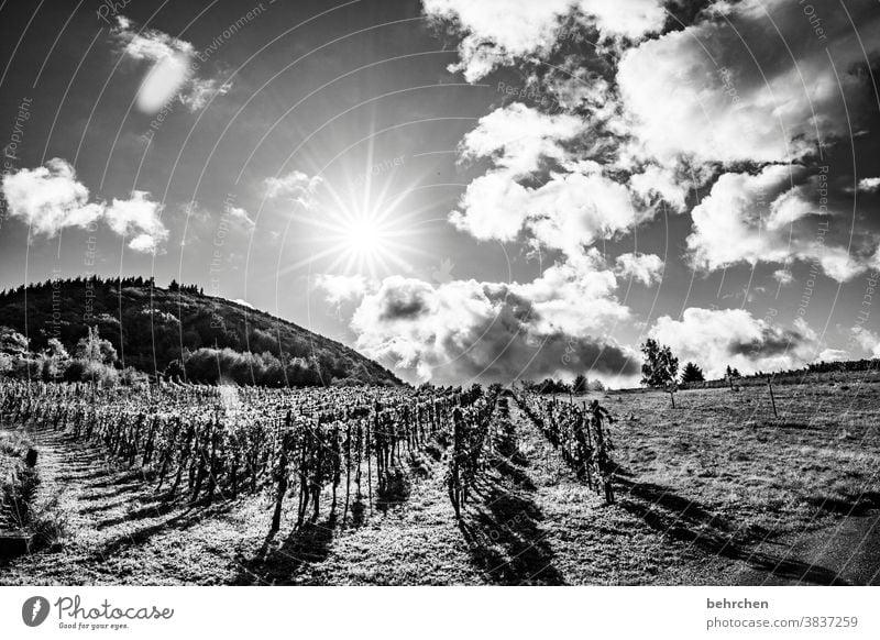 Rain is followed by sunshine Lanes & trails Moselle dough Mosel (wine-growing area) Rhineland-Palatinate Wine growing Moselle valley Hunsrück Sunlight