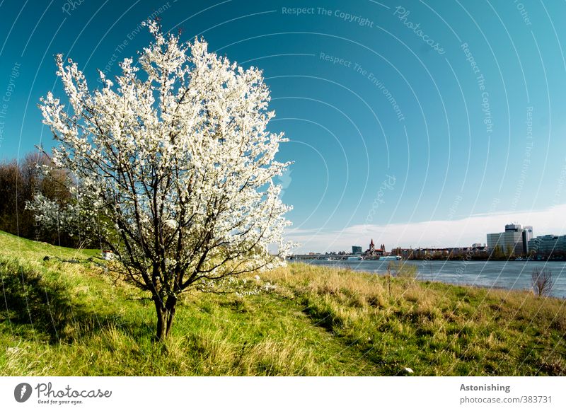 spring Environment Nature Landscape Plant Sky Clouds Horizon Spring Weather Beautiful weather Warmth Tree Flower Grass Bushes Leaf Blossom Park Meadow Forest
