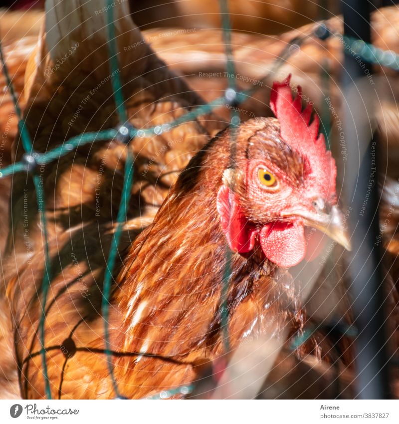 free is relative chicken Captured Curiosity Red Brown Fence Wire netting Wire mesh Mother hen Net Animal face Vista Farm Barn fowl captivity penned
