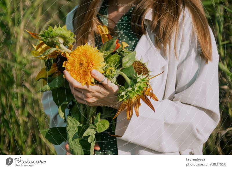 Closeup of woman's hands holding sunflowers outdoors, selective focus bloom hands yellow leaves floral floristic blossom botany fresh summer bouquet gift spring