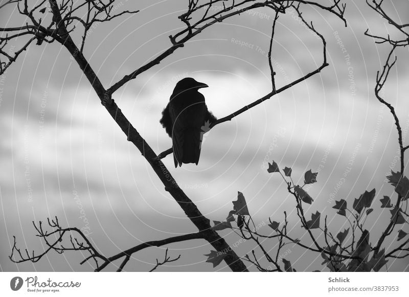 Crow on branches with last leaves in autumn Rear view looks to the right twigs Autumn last sheets Branch Bird Sky cloudy Gray tulip tree one puffed up feathers