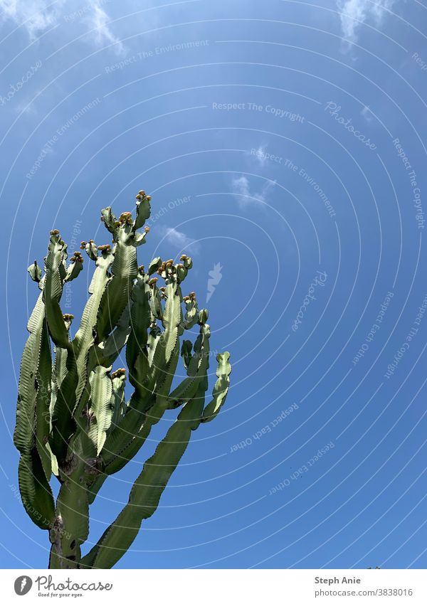 cactus Cactus Sky Cyprus cyprus vacation Nature Exterior shot Vacation & Travel Deserted Copy Space top Beautiful weather