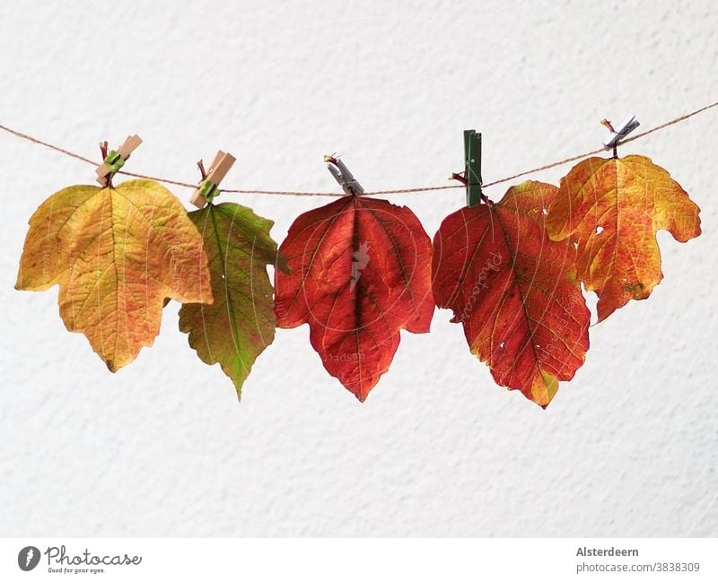 Autumn leaves hung up on the line leash Holder Neutral Background Background white colored variegated Nature Plant Green Brown Orange Yellow connected Dry