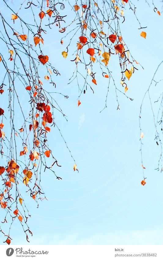 Hanging birch leaves in front of the lake house... Leaf canopy Blue Blue sky Autumn Autumnal Autumn leaves Autumnal colours Early fall Sense of Autumn