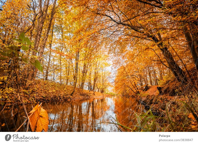 Colorful autumn season colors in the forest peaceful tourism branch flowing mountains october woodland rural golden reflection plant beauty grass wallpaper