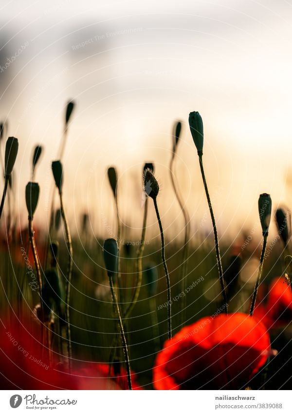 poppy field wither Transience Colour photo Day sunny Flowerbed Sky poppy seed capsules encapsulate spring meadow Summery Flower meadow Meadow flower Red Green