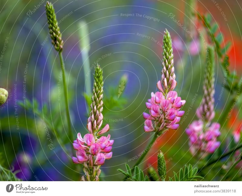 Pink flowers Nature Experiencing nature Landscape Meadow Meadow flower Flower Flower meadow sunny Summer sea of flowers blossom Grass Park wild flowers Idyll