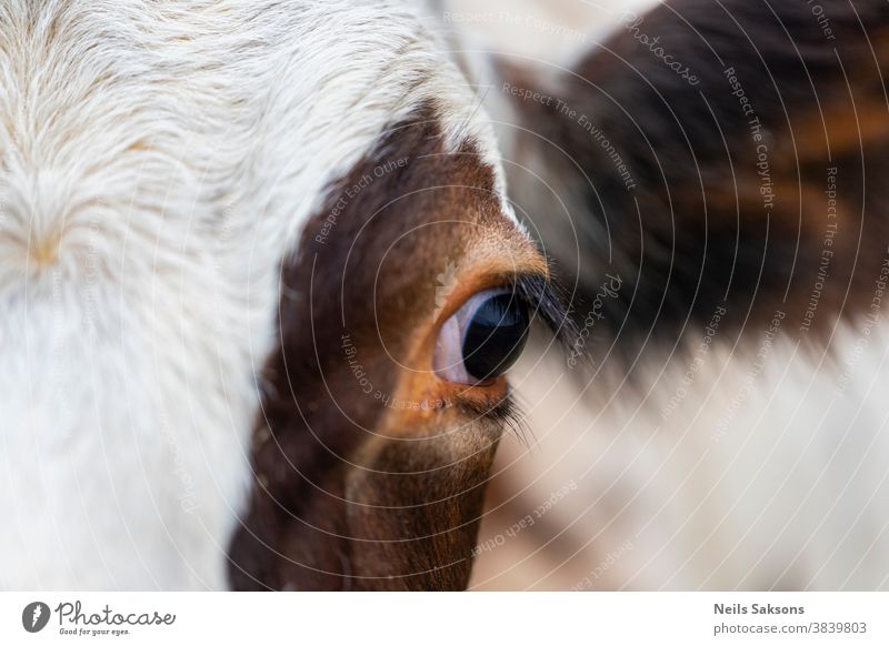 eye of brown and white cow Agriculture animal background beef blue bovine cattle close closeup cloud countryside cute dairy domestic ear eyes face farm farming