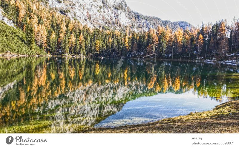 Ahornsee, autumnally presented with golden larches maple lake Lake Mountain lake Multicoloured Dream Lakeside Rock Illuminate Joie de vivre (Vitality) Autumnal