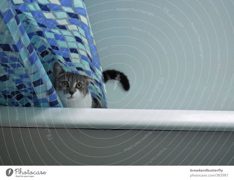 bathing day Bathtub Bathroom Shower curtain Animal Pet Cat Animal face Pelt 1 Observe Wait Cute Blue Colour photo Interior shot