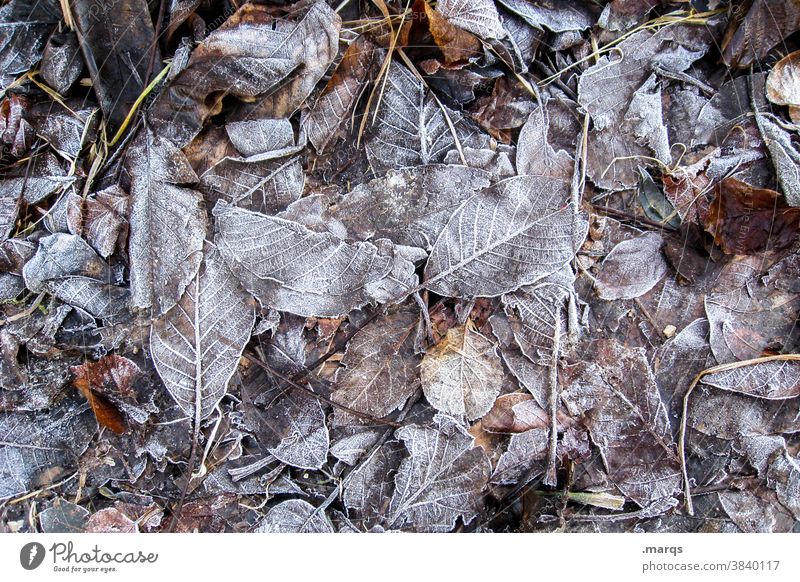 Iced leaves Autumn Leaf Many Cold Bird's-eye view Nature Change Transience Background picture Frost Winter