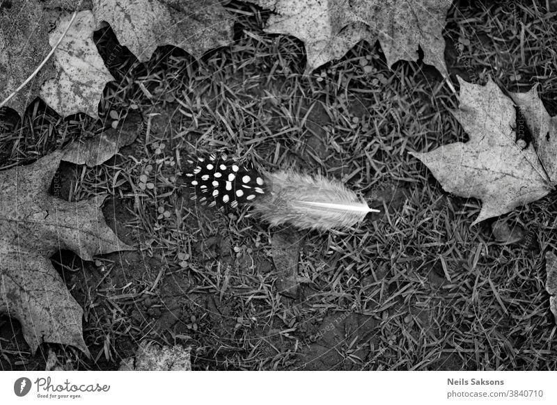 A feather of a guinea fowl with autumn maple leaves lies in the grass black and white image Latvia background beautiful beauty bird bird feather blades of grass