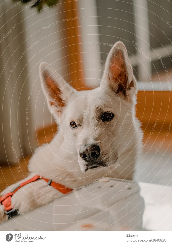 Portrait of a white shepherd dog Dog Shepherd dog White Affection portrait animal portrait at home relaxation Snout Face Nose Love Cute faithful Close-up