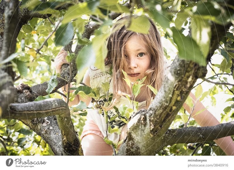 Girl climbing in the apple tree Apple tree Garden Climbing covert Infancy Nature Experience Adventure Colour photo Tree Child Day Exterior shot Joy Landscape