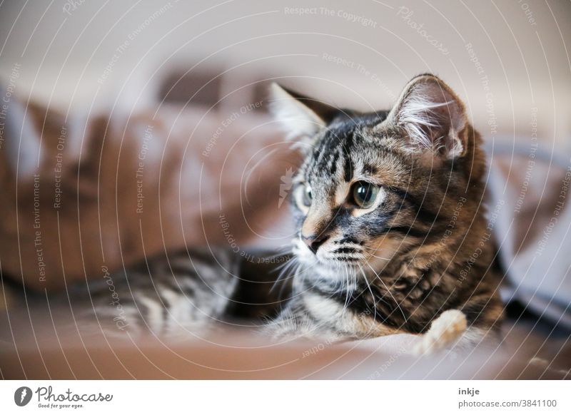 Cat kitten. Very cute. Colour photo Interior exception cat portrait Pet Domestic cat Cute mackerelled Close-up Shallow depth of field Cozy Brown Gray