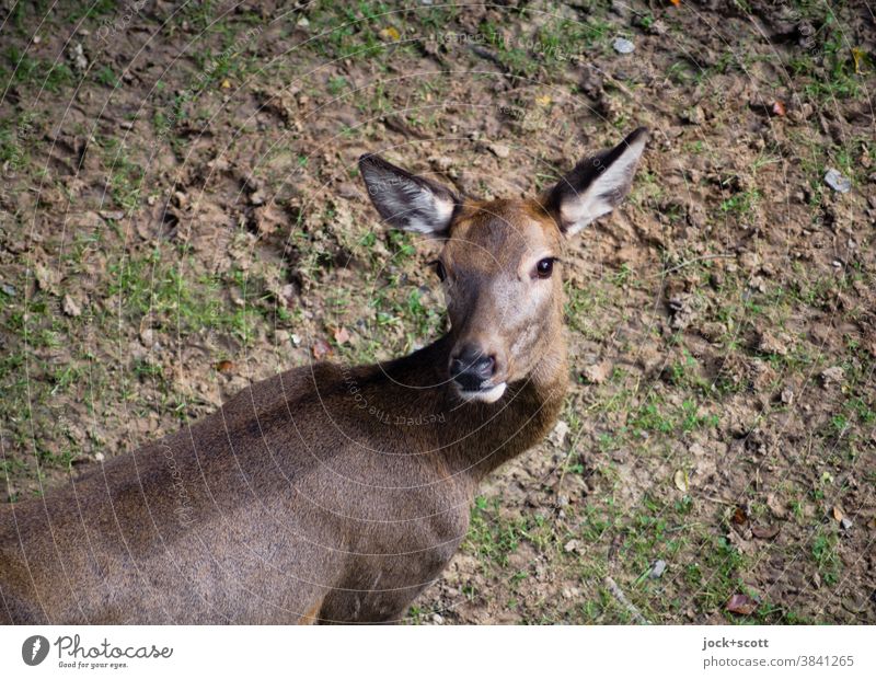 Eavesdropper with a deer gaze turns his head Roe deer Animal face 1 Watchfulness Center point Animal portrait Looking into the camera Looking back