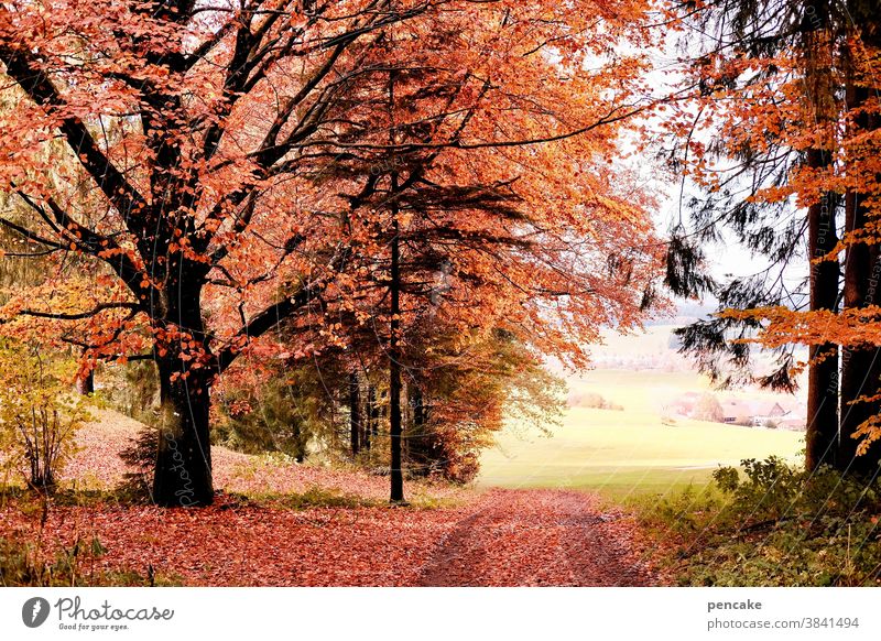 schau time Herbst Wald Herbstfarben Weg Waldrand rot Buche orange Landschaft Allgäu strahlend bunt schauen Durchblick Baum