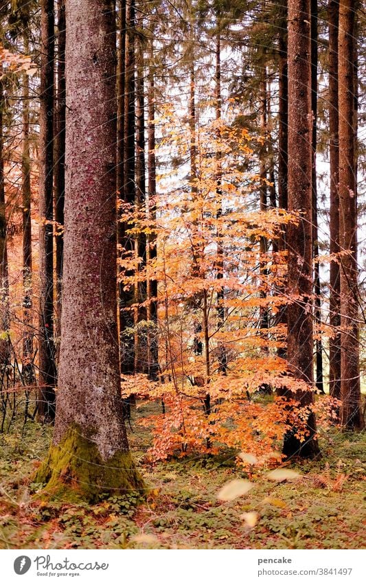 . Wald Herbst Herbstfarben orange Baum Buche Laub Blätter einzeln frei jung Baumstamm