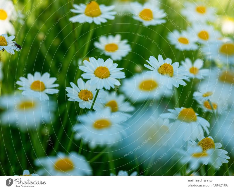 Daisy Field Sky composite Botany colourful Spring day Neutral Background Fresh Spring flower Spring colours pastel Delicate Close-up Nature somerwise Plant