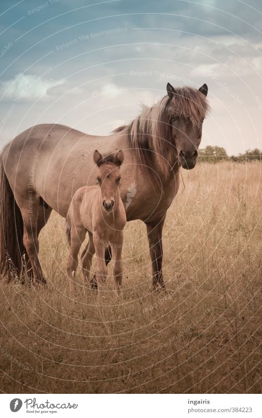 RENEWS Nature Landscape Plant Sky Clouds Flower Grass Meadow Animal Farm animal Horse Animal face Foal Iceland Pony 2 Baby animal Observe Looking Stand