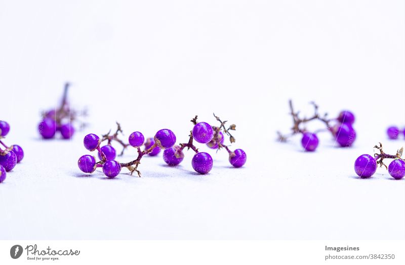 Purple love beads - fairy tale fruit. Callicarpa giraldii. Bodiniers Beautyberry fruits in autumn. Studio recording purple Nonpareilles fruit of the palate