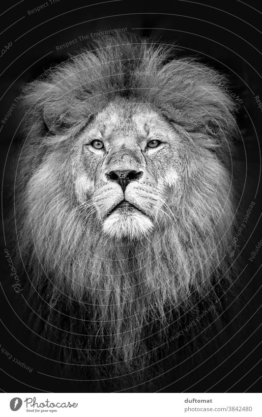 Portrait of a lion in black and white Lion Head portrait Animal Animal portrait Wild animal Animal face 1 Nature Exterior shot Looking Majestic Zoo
