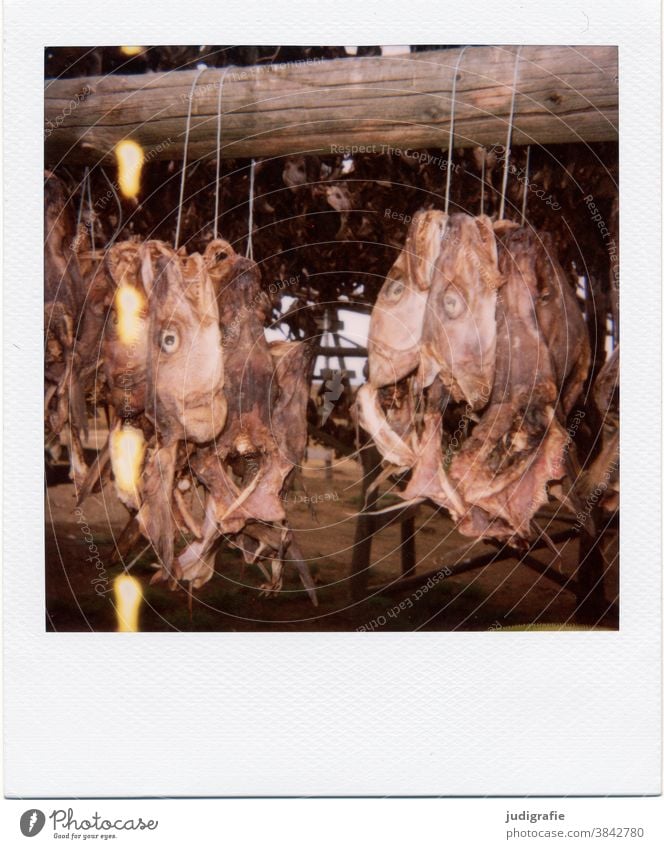 dried fish, fish heads on drying rack on Polaroid Fish fishing Drying rack Fish drying rack Iceland Fishery Exterior shot Nutrition Food Seafood Ocean Eerie