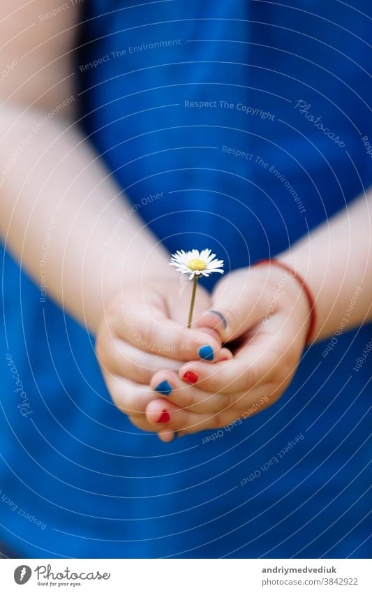 little girl in a blue blouse is holding a chamomile flower in her hands with manicure in a spring garden. selective focus. happy cute child kid park fun nature