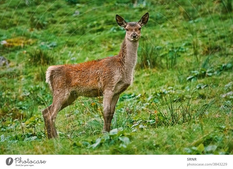 Deer on the Slope of a Hill animal artiodactyl axis axis axis deer cervidae cheetal chital cleft-footed cloven-footed cloven-hoofed doe ears elk even-toed fauna