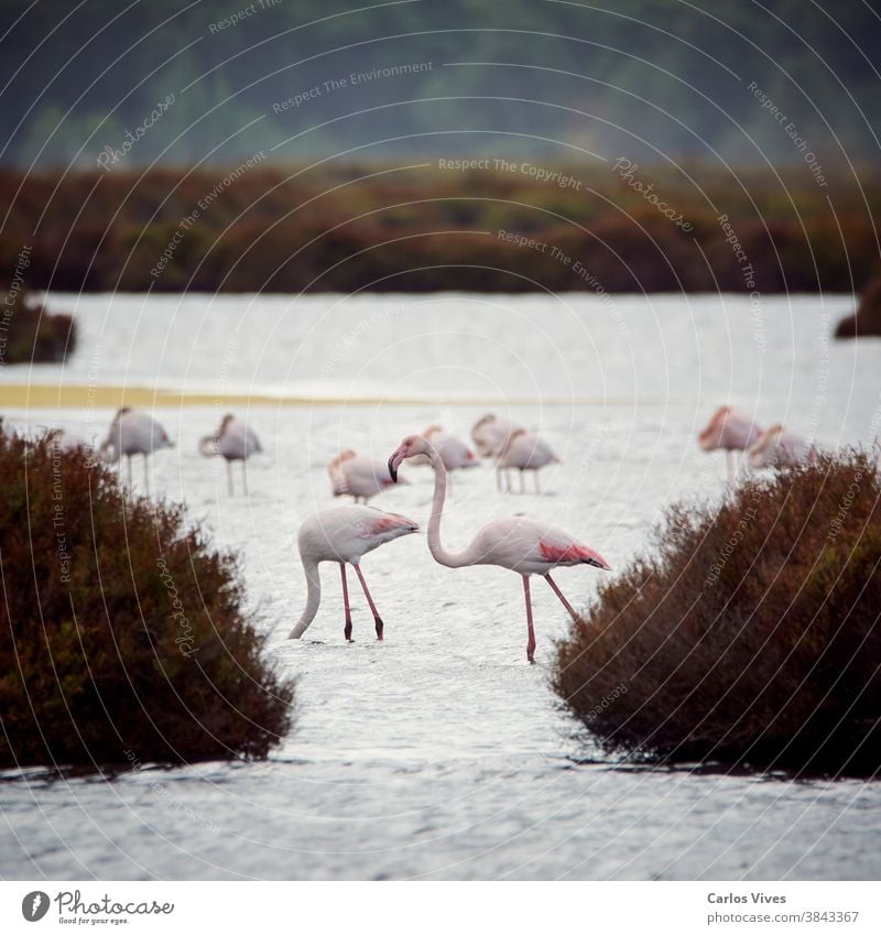 pink flamingo in lake, migratory birds resting flock wilderness landscape animal group nature herd beauty water water bird reserve national wildlife