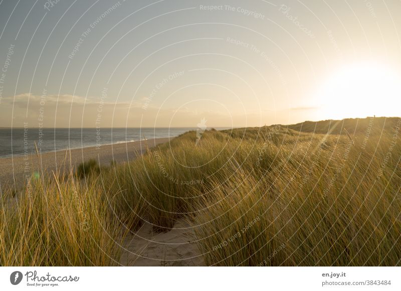 In the morning in the dunes at the deserted beach Beach Ocean Sun Sylt elbow Sunrise sunshine Back-light Grass Vacation & Travel Sky Landscape North Sea coast