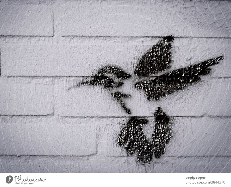 Hummingbird sprayed on a wall Hummingbirds Animal Bird Graffiti Animal portrait Grand piano Flying Feather Beak Painted Sprayed Close-up Wall (building)