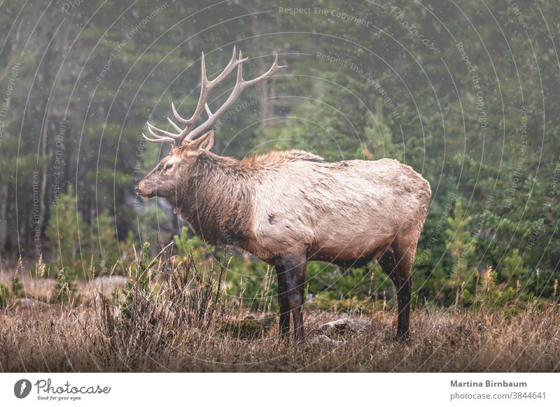 Portrait of a large bull elk (Cervus canadensis) in the Rocky Mountains with the first snow fall of the season autumn winter male hunt antler nature park