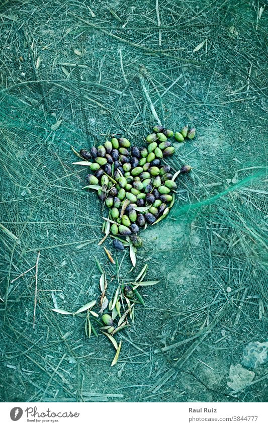 Set of harvested olives in blanket food agricultural agriculture beauty bio biological branch color image contemplating eco ecological europe farm fog foggy