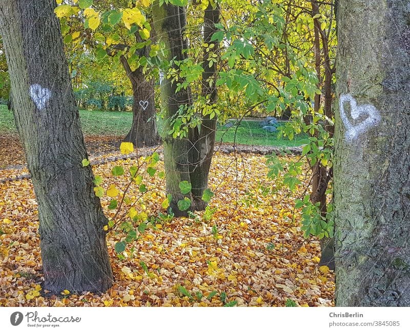 Trees in autumn with painted white hearts trees cuddle Nature Forest Exterior shot Tree trunk Environment Green Day Autumn Woodground Colour photo Forest walk