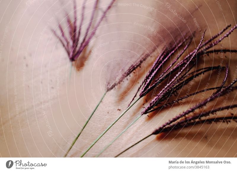 Delicate branches of violet grass on bare skin Violet plants Skin Photography Natural naturally color Floral flora photo design Digital photography Art