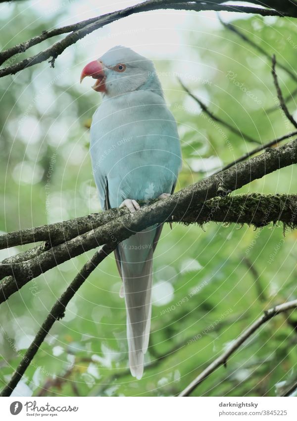 Exotic bird with open beak sitting on a branch in the forest more exotic Bird Beak red red beak Grand piano Nature plumage Blue Wild Animal Exterior shot Flying