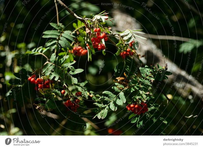 Fruits of mountain ash on a tree and with sunlight Summer Mountain ash Tree Summer fruit Nature Exterior shot Plant Colour photo Green Deserted Garden Sorbus