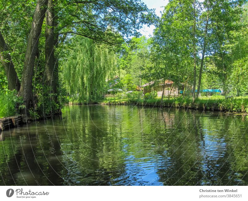Canoeing in the Spreewald on a sunny day in May Water Pea green Reflection Green Blue Sunlight enchanted Peaceful Calm idyllically Germany Waterway trees Bushes